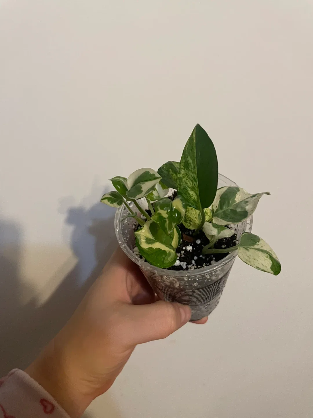 Pothos N'Joy Plant image indicator(2)