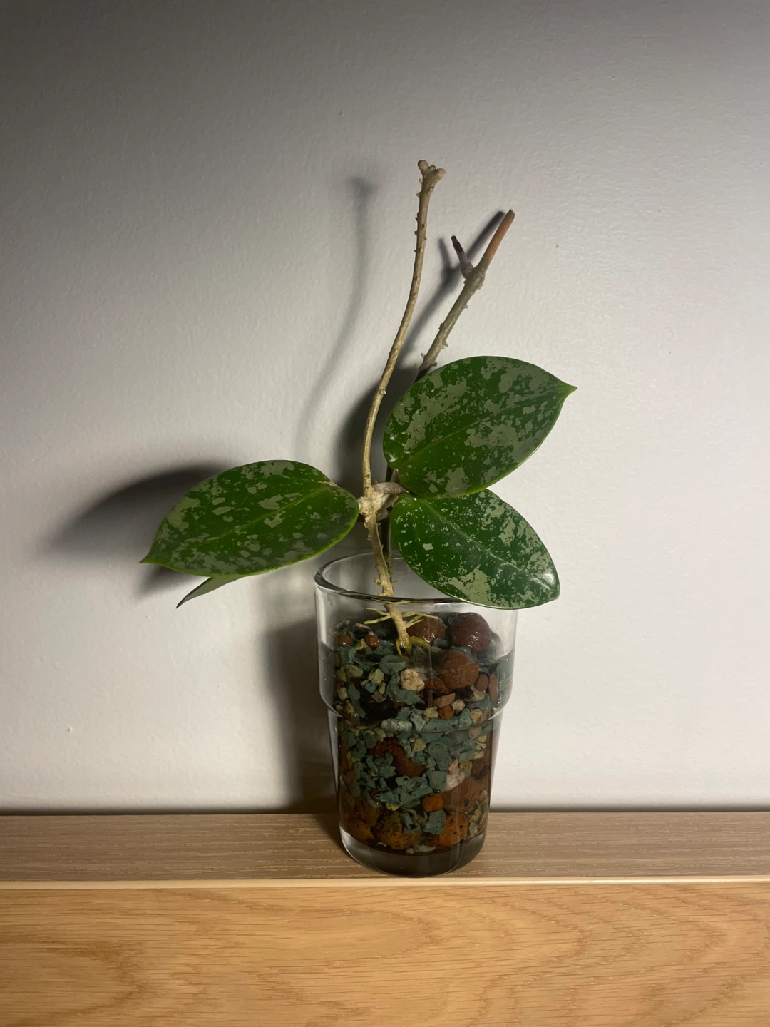 Hoya Verticillata ‘Heart Splash’ 🌱 - photo 5