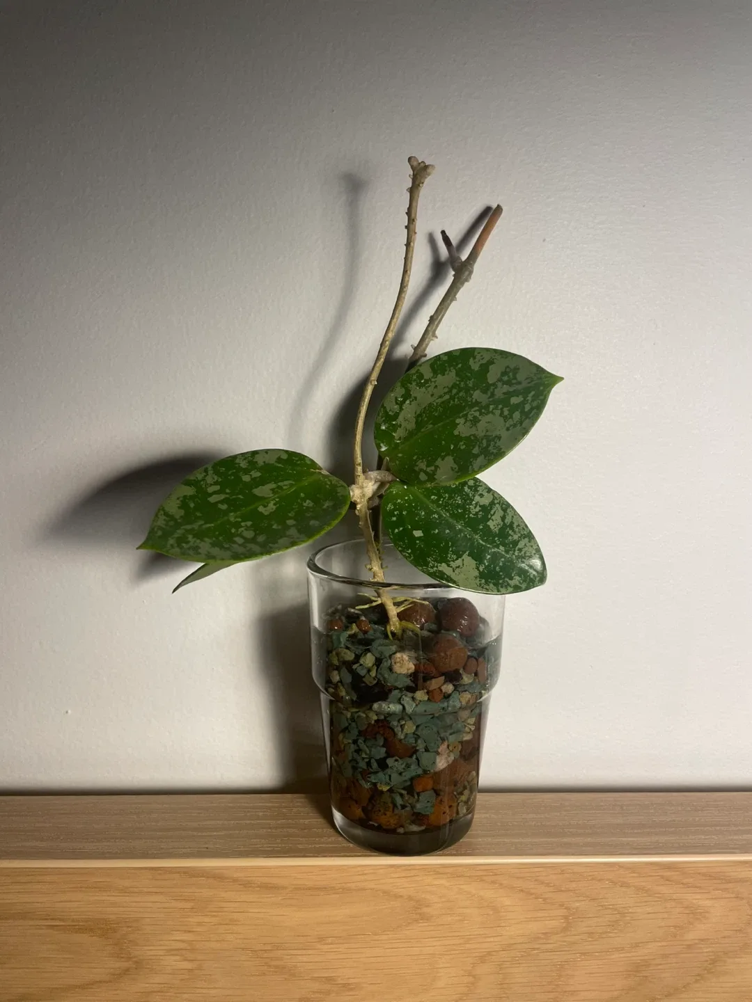 Hoya Verticillata ‘Heart Splash’ 🌱 image indicator(5)