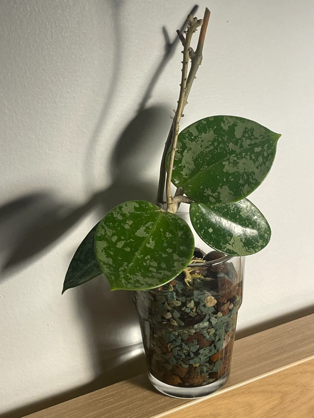 Hoya Verticillata ‘Heart Splash’ 🌱 - photo 4