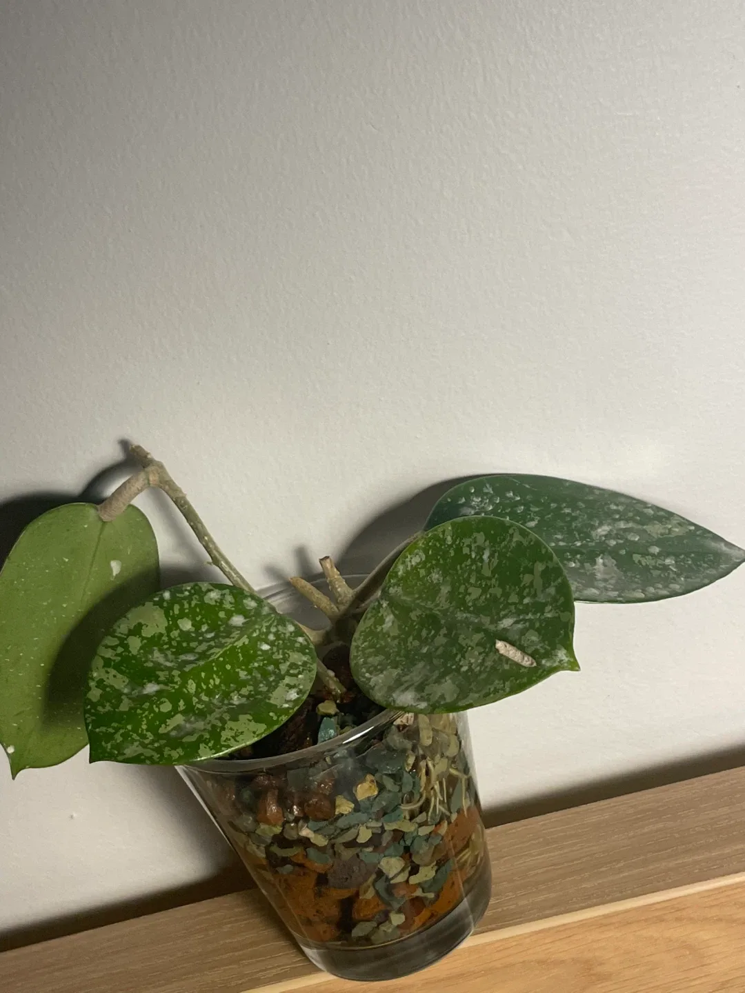 Hoya Verticillata ‘Heart Splash’ 🌱