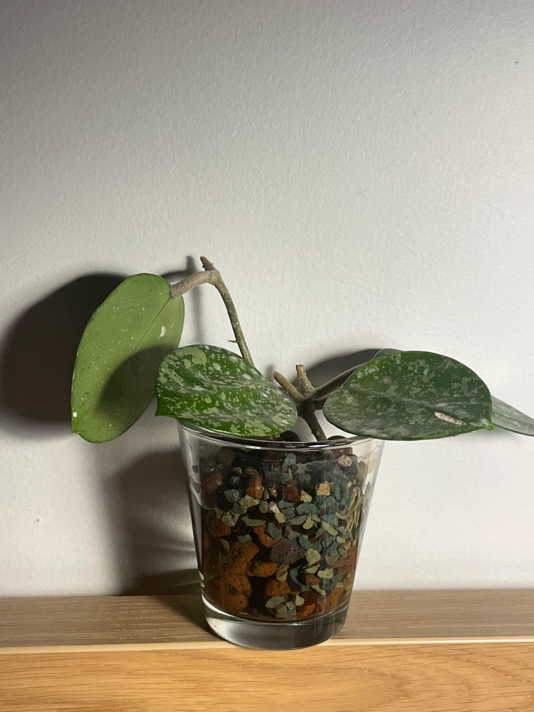 Hoya Verticillata ‘Heart Splash’ 🌱 - photo 2