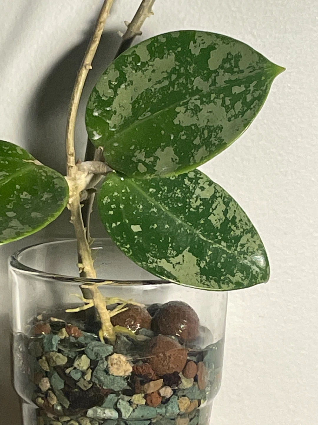 Hoya Verticillata ‘Heart Splash’ 🌱 - photo 3