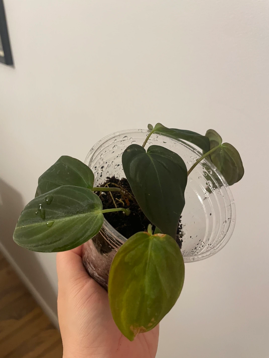 Philodendron Micans - photo 2