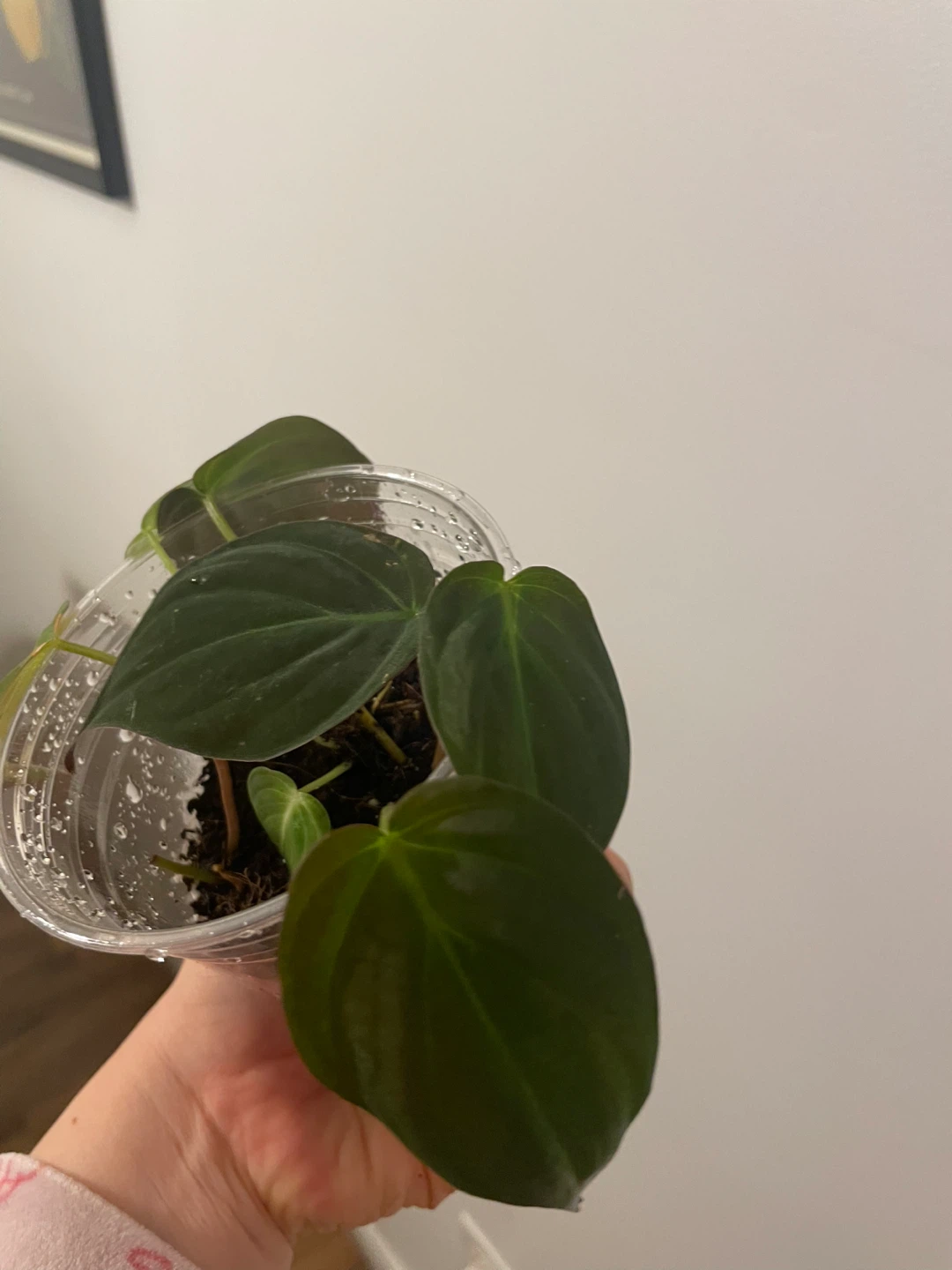 Philodendron Micans - photo 3