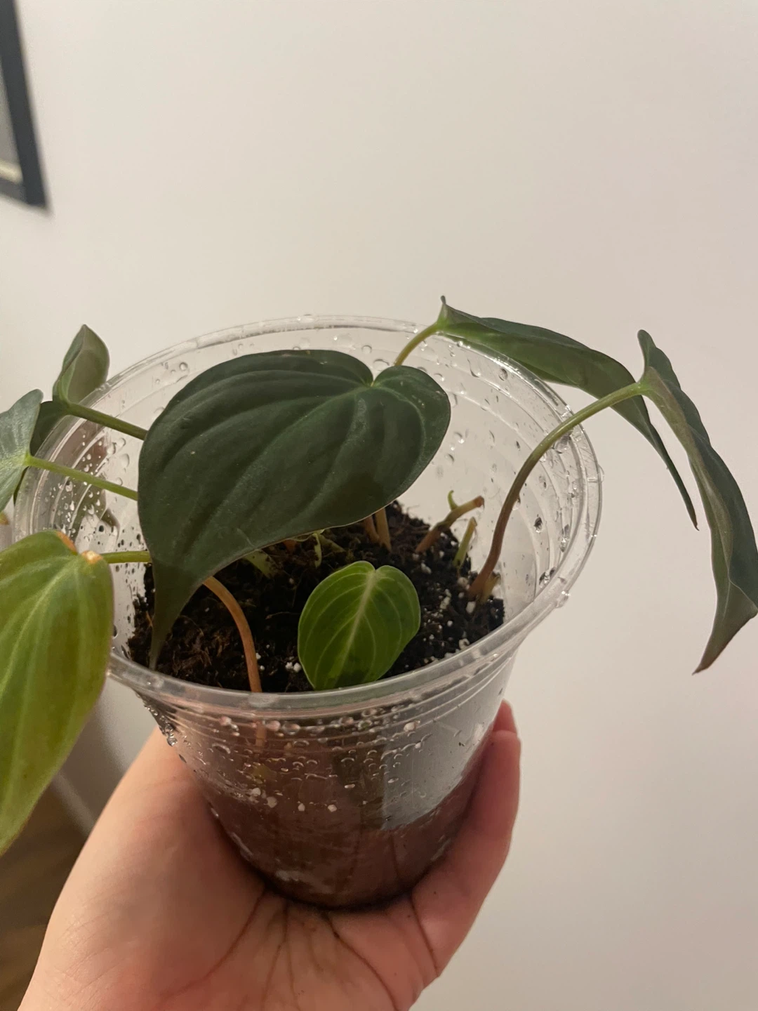 Philodendron Micans