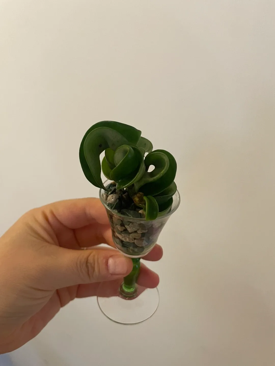Hoya Hindu Rope (Mini) 🌱 image indicator(2)