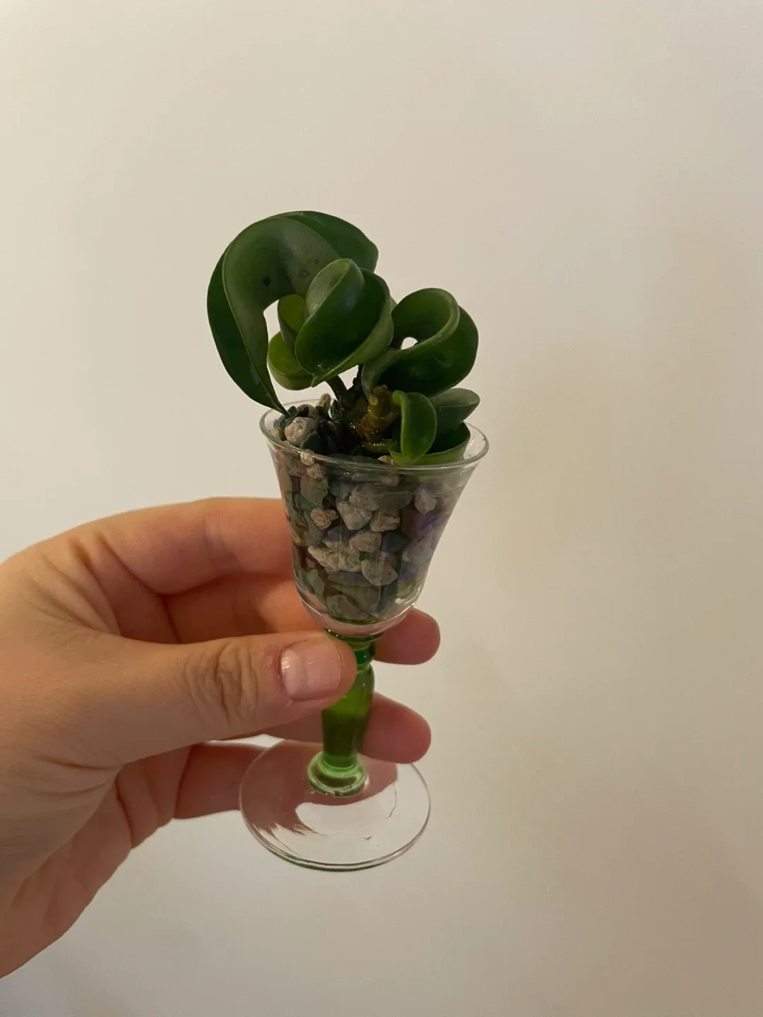 Hoya Hindu Rope (Mini) 🌱