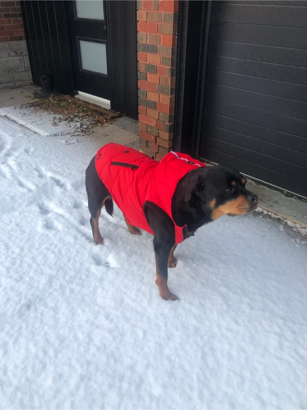 Pajar Dog Coat - Red size XXL image indicator(3)