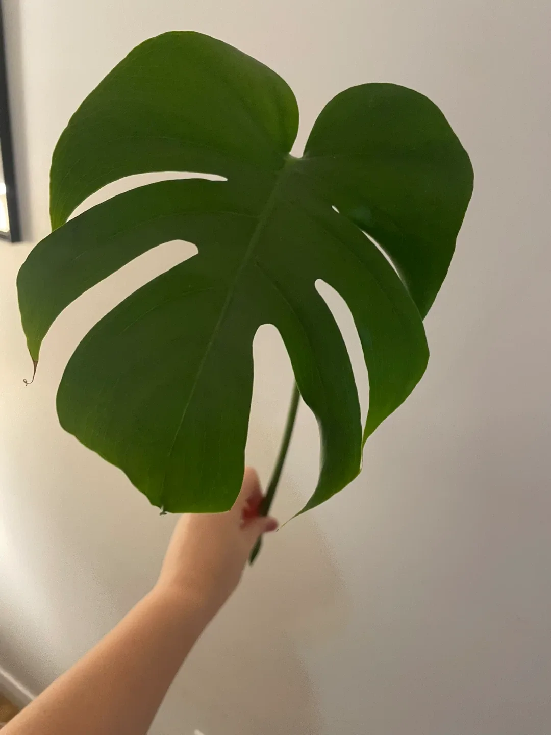 Monstera Deliciosa Cutting image indicator(4)