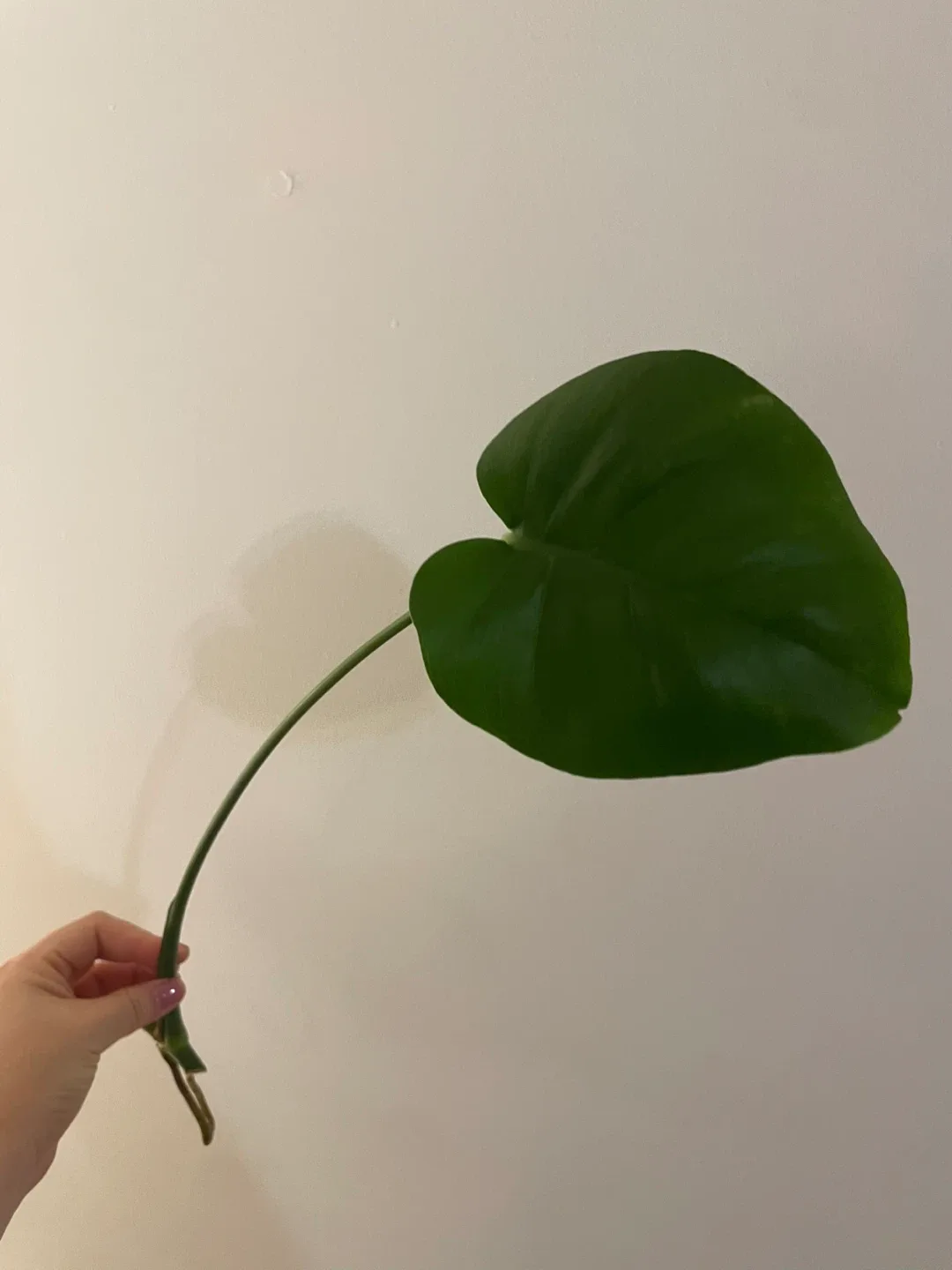 Monstera Deliciosa Cutting image indicator(3)