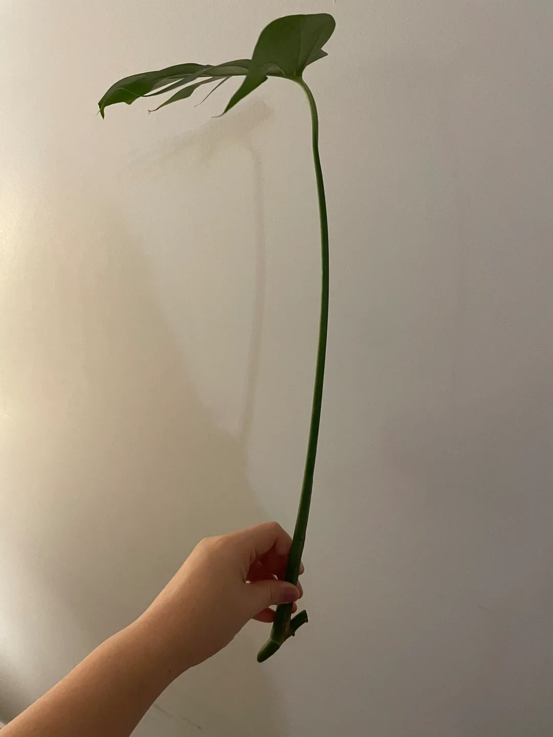 Monstera Deliciosa Cutting image indicator(5)