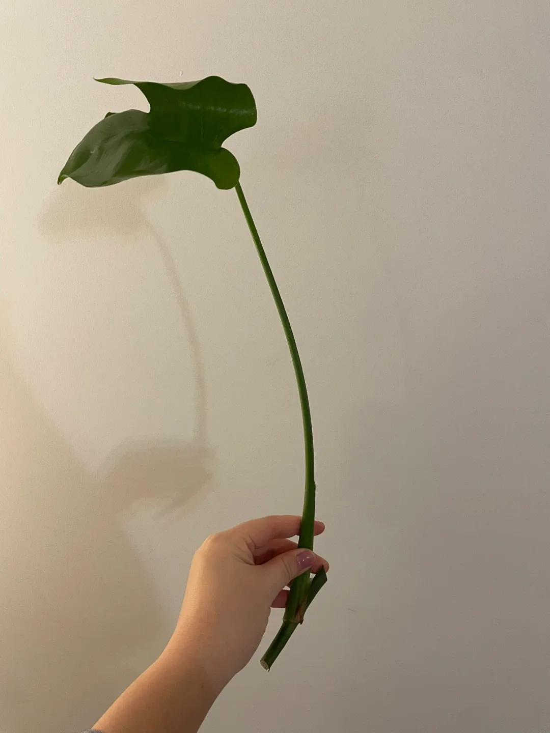 Monstera Deliciosa Cutting image indicator(6)