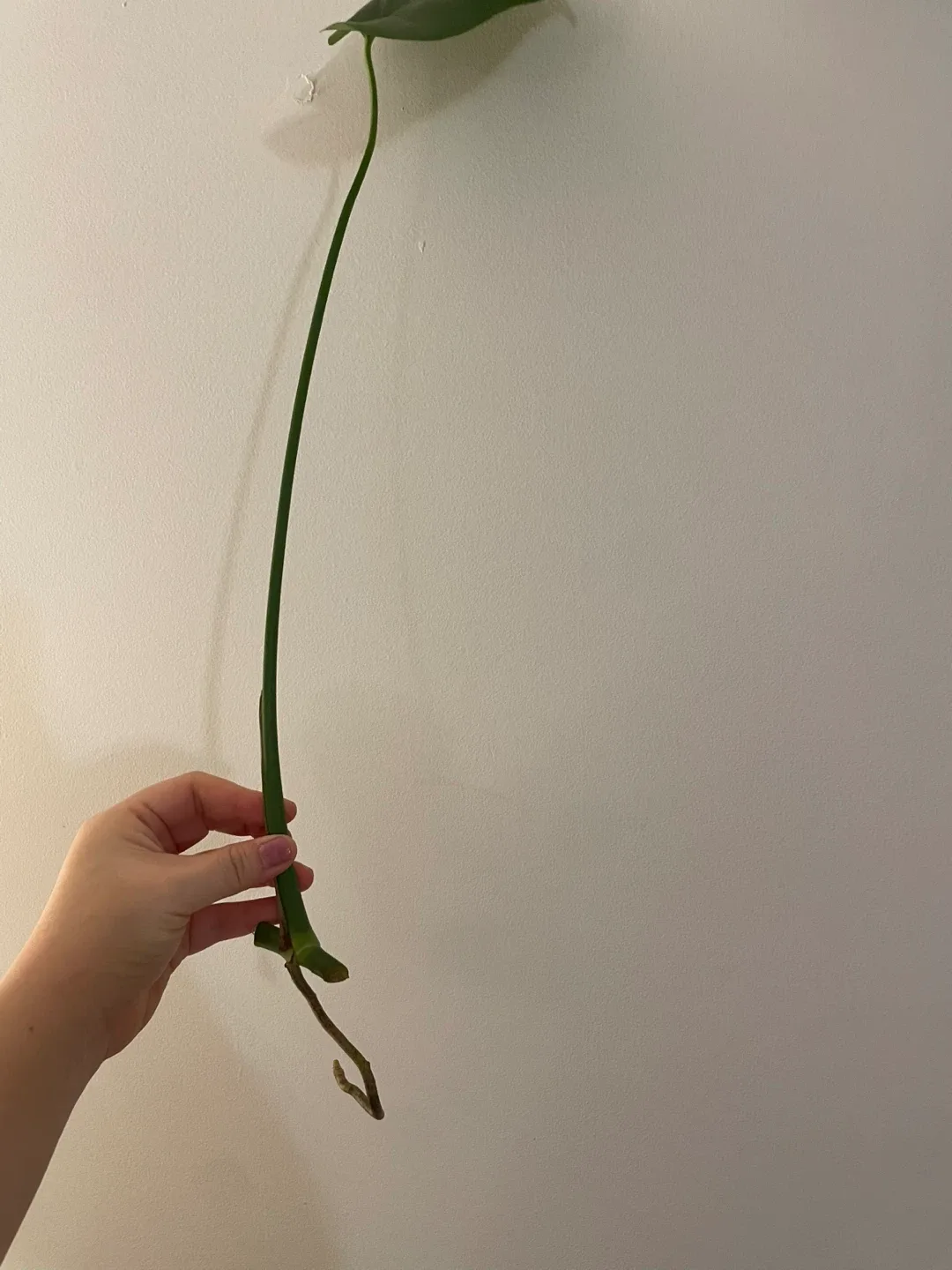 Monstera Deliciosa Cutting image indicator(2)