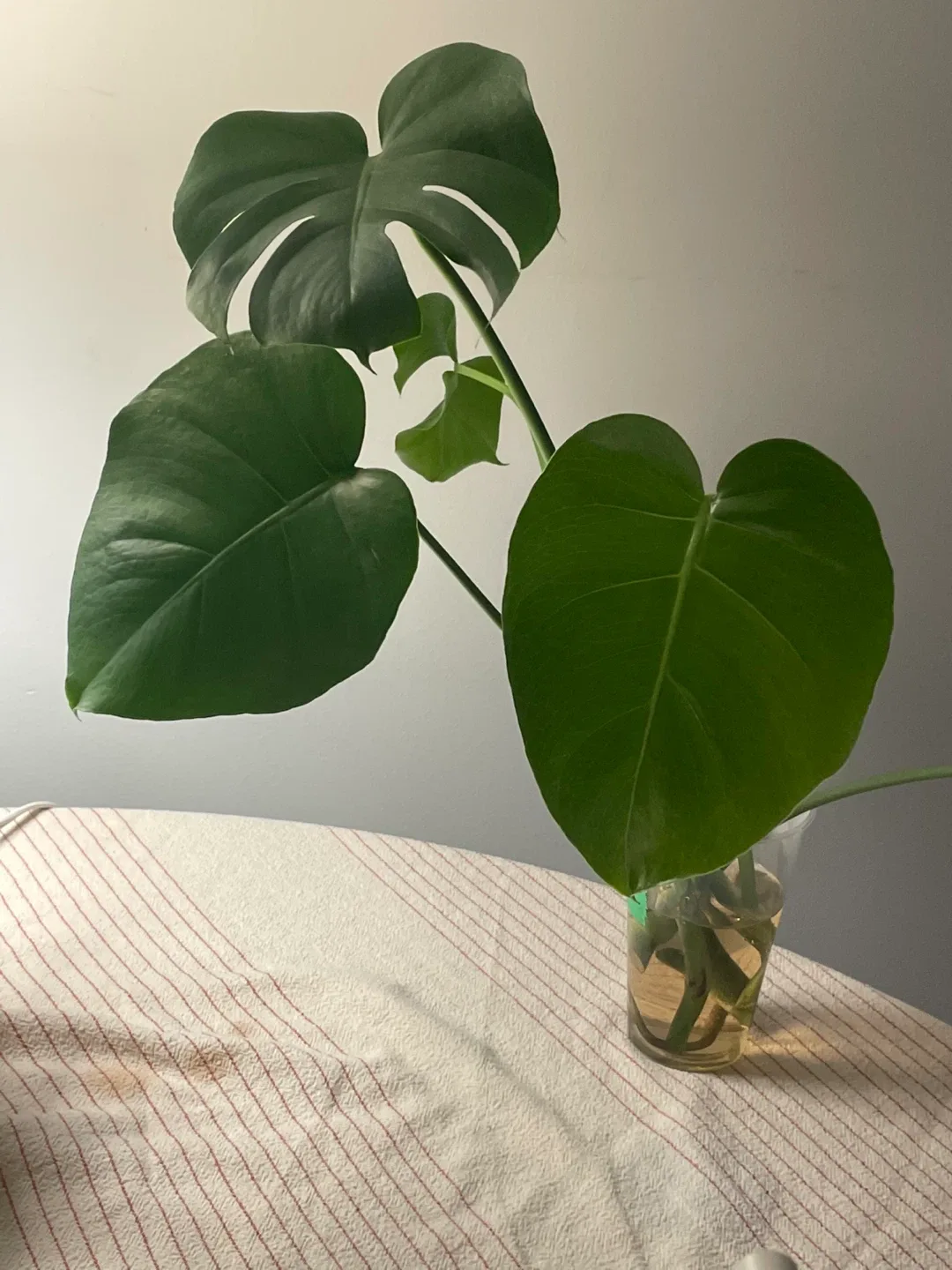 Monstera Deliciosa Cutting