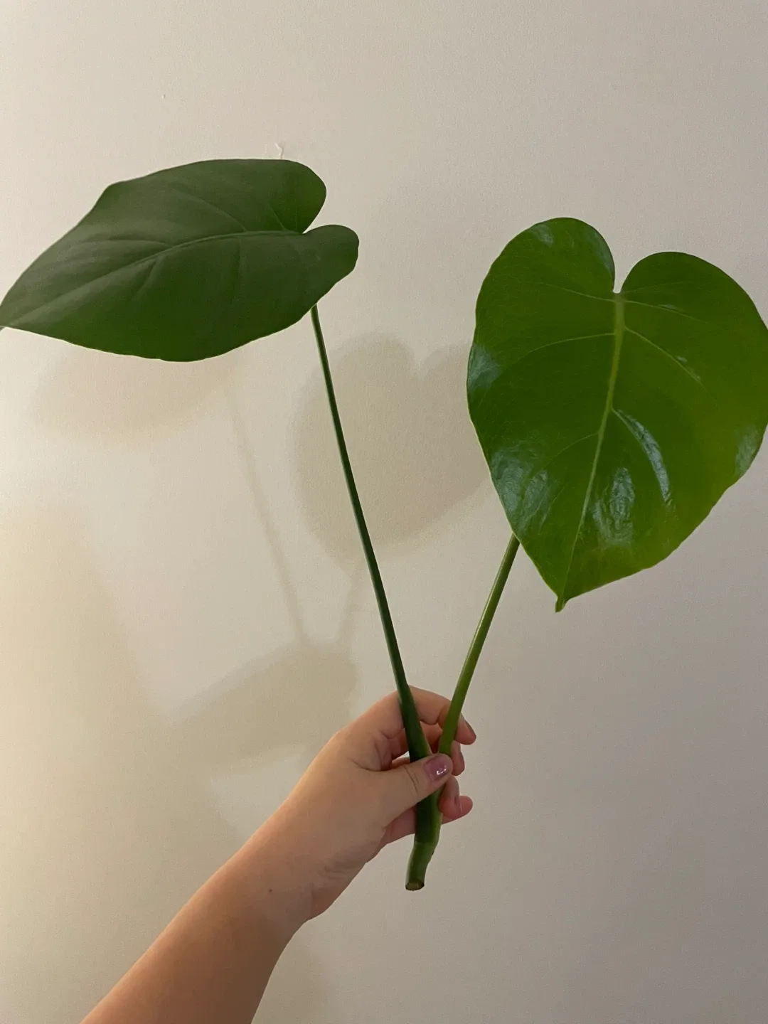 Monstera Deliciosa Cutting image indicator(8)