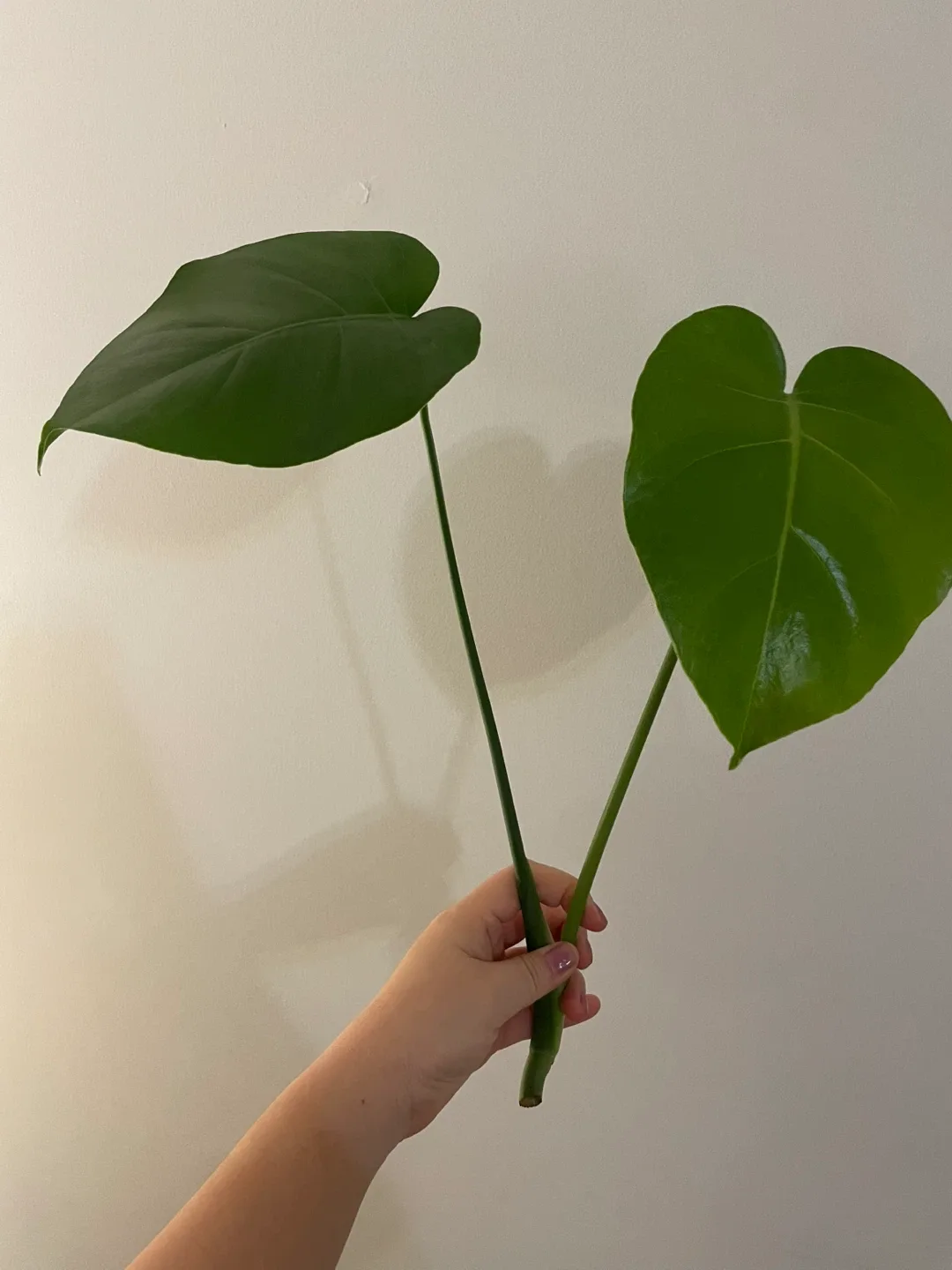 Monstera Deliciosa Cutting image indicator(7)