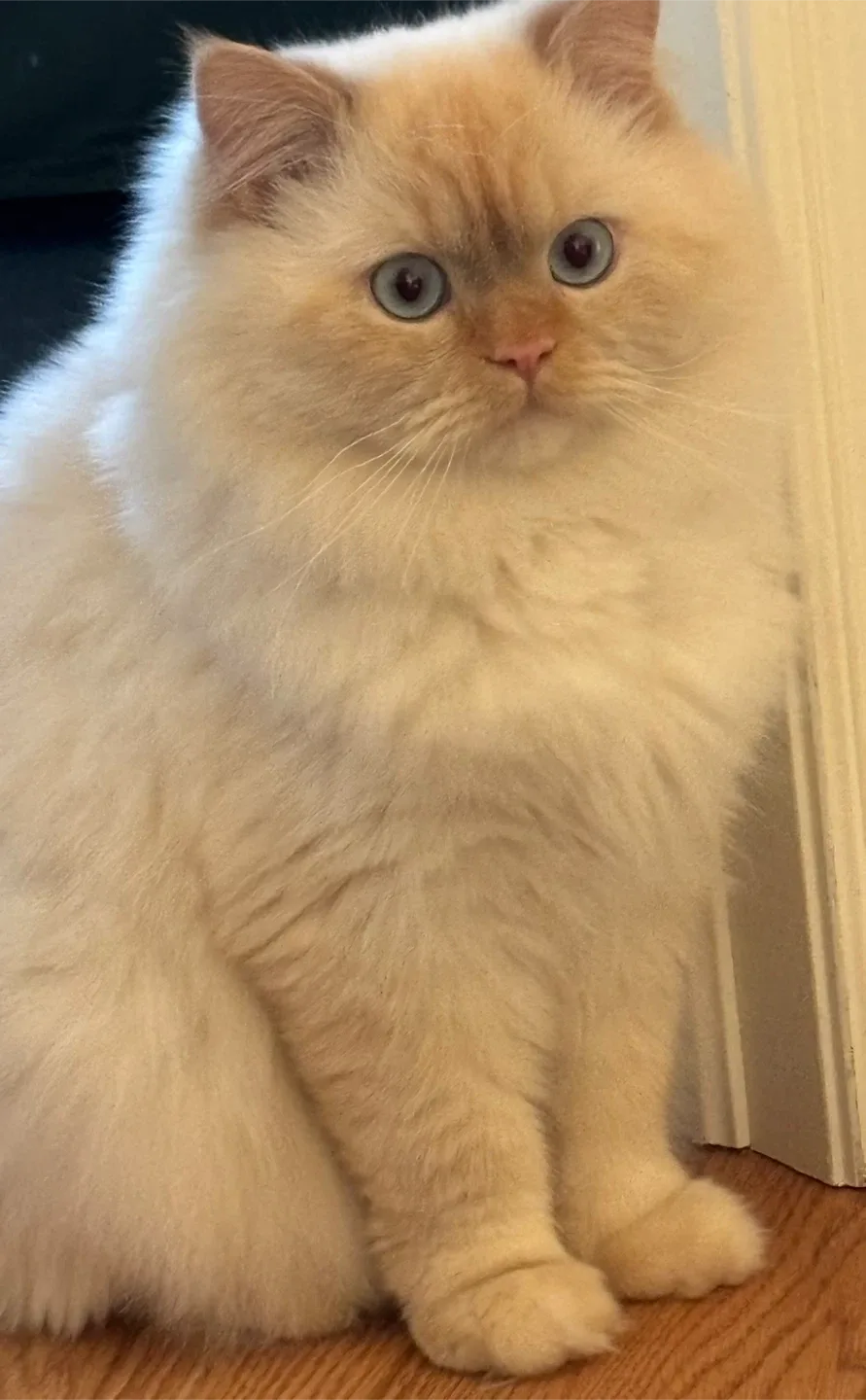 Cat toys image indicator(3)