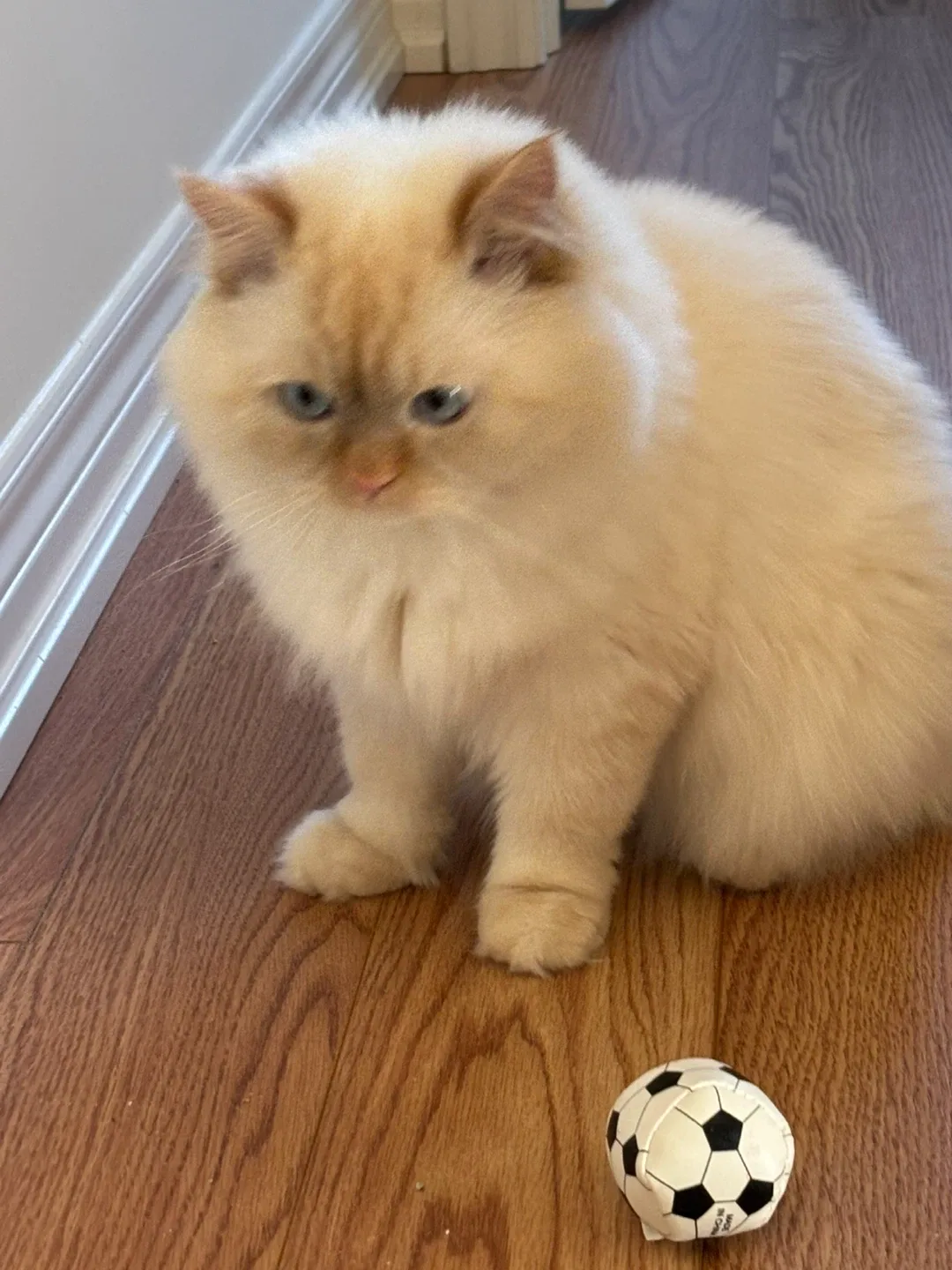 Cat toys image indicator(2)