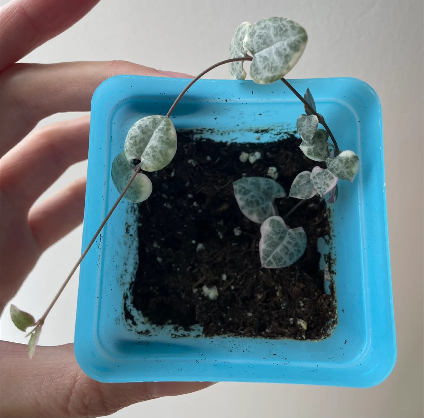 Potted Variegated String of Hearts Plant image indicator(1)