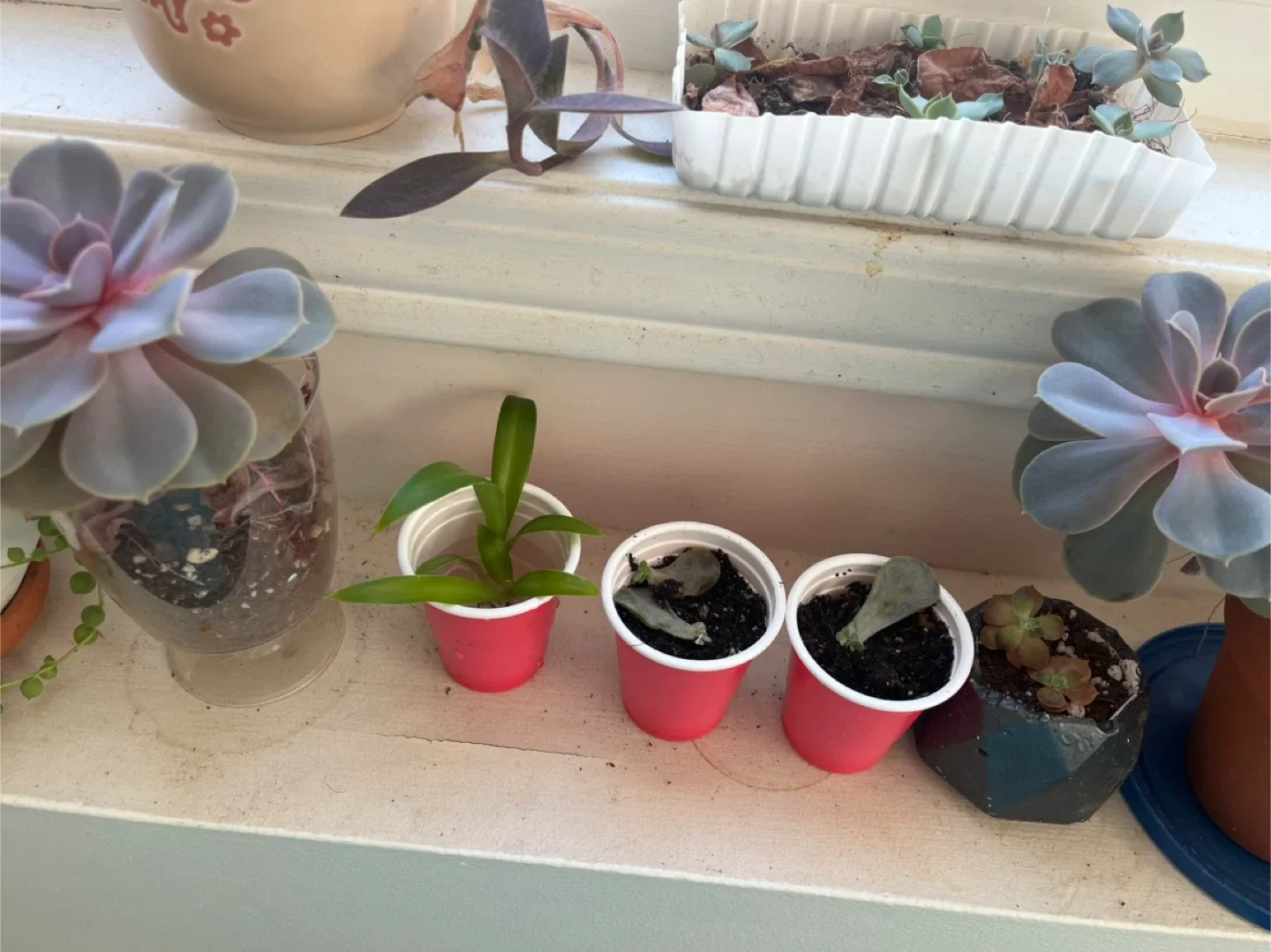 Succulents n succulent cuttings