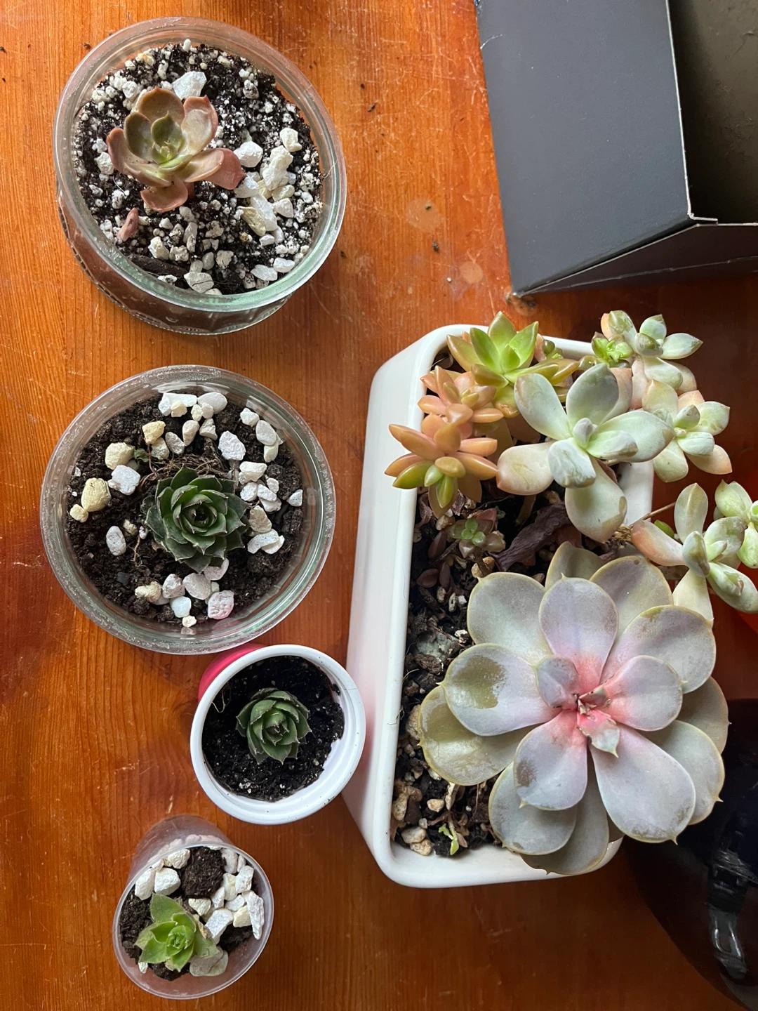 Succulents n succulent cuttings - photo 2