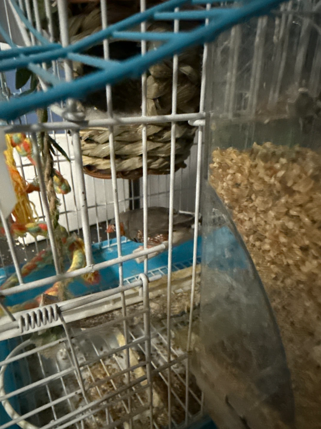 House and plate of food and pot of nest water. Accessories