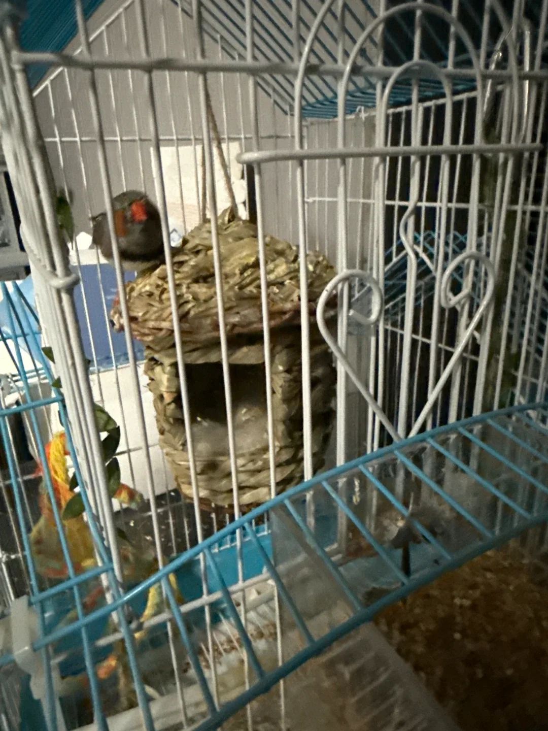 It includes a little bird.  Bird Cage with Accessories image indicator(2)