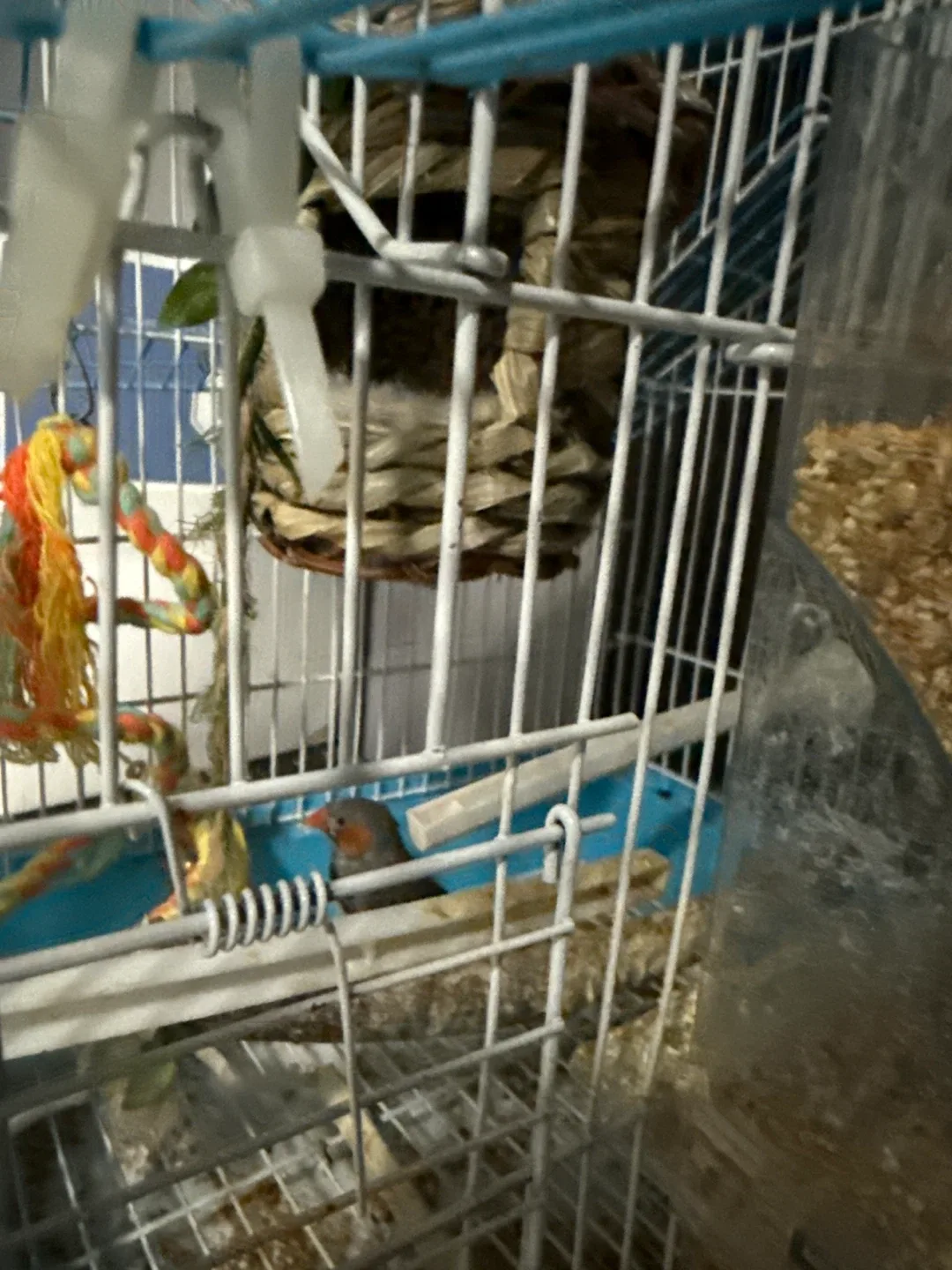 It includes a little bird.  Bird Cage with Accessories image indicator(3)