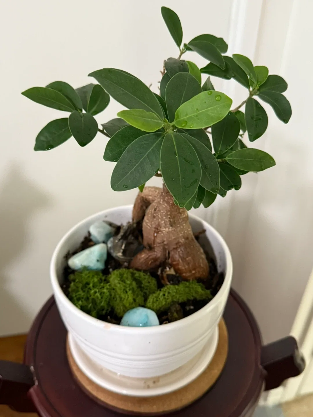 Bonsai Tree in White Pot