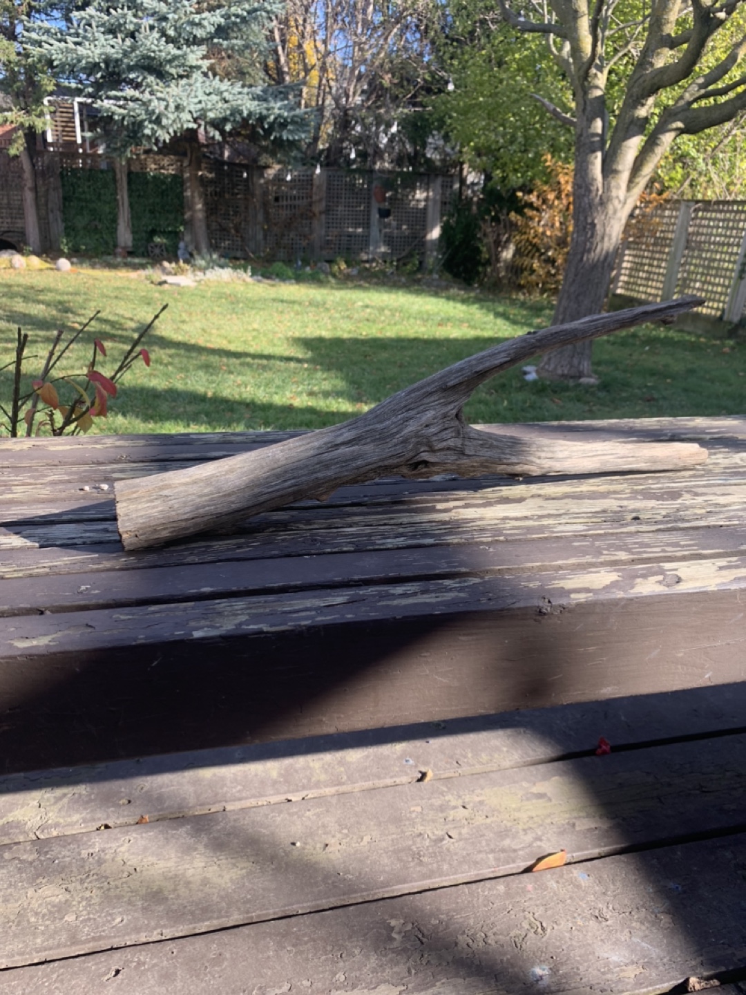 Driftwood pieces - photo 5