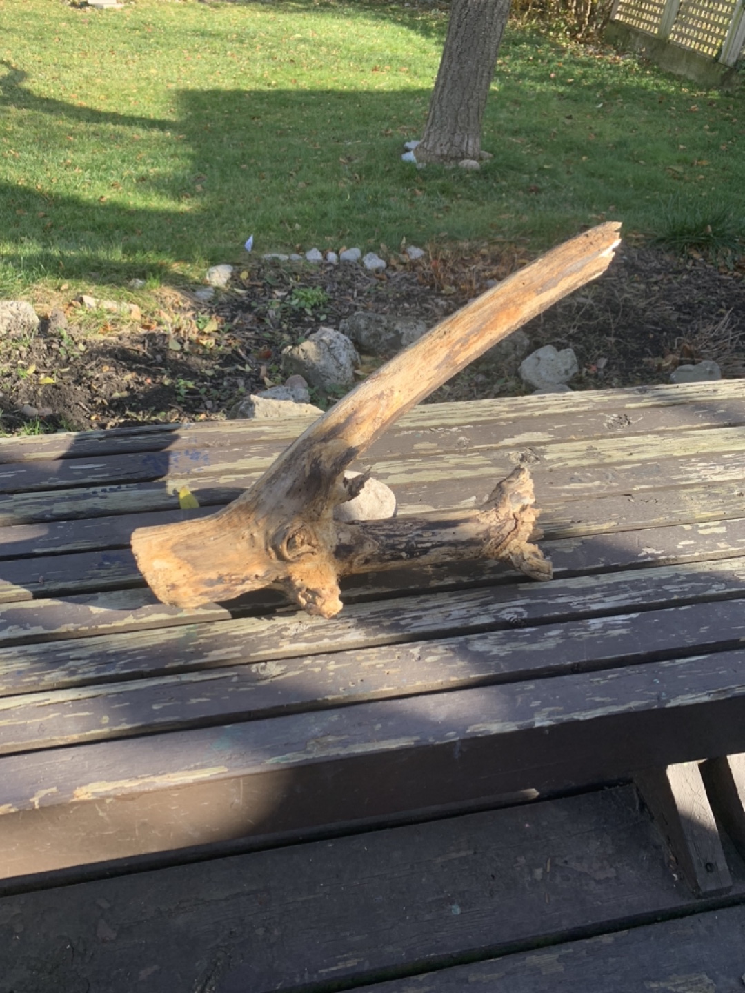Driftwood pieces - photo 4