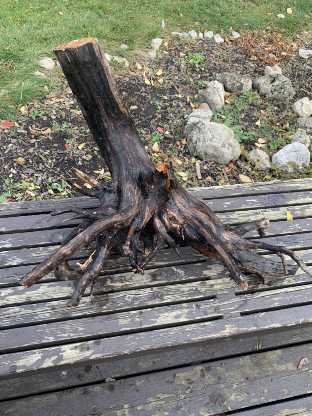 Driftwood pieces - photo 2