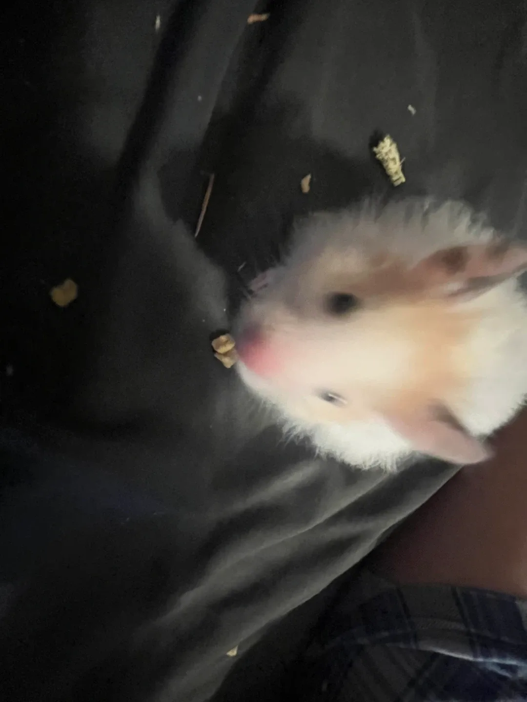 Male hamster