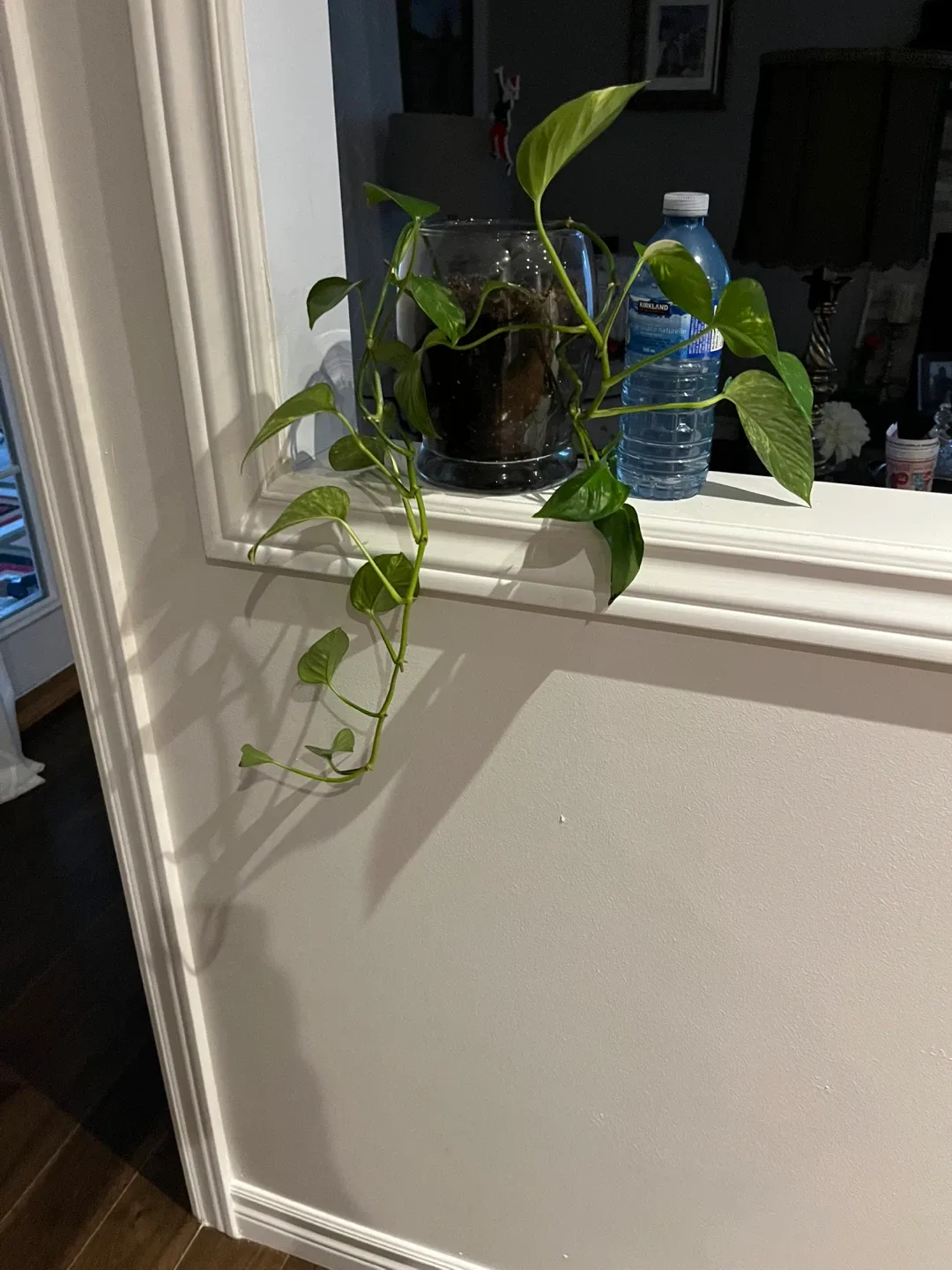 Potted Pothos Plant