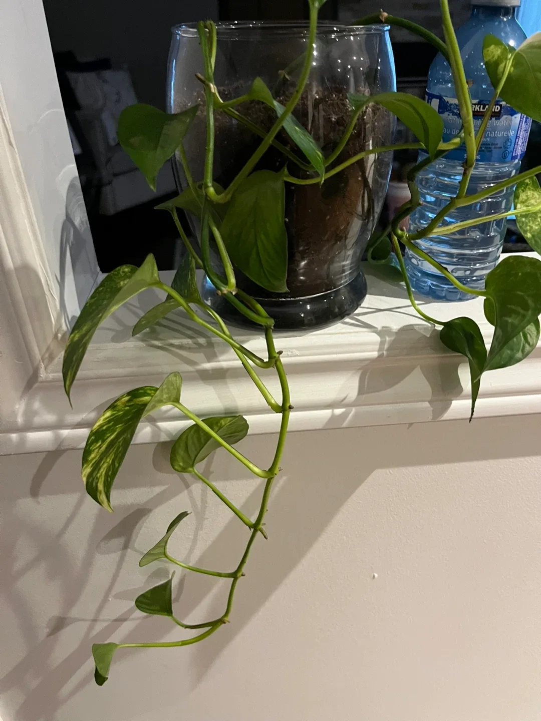 Potted Pothos Plant image indicator(2)