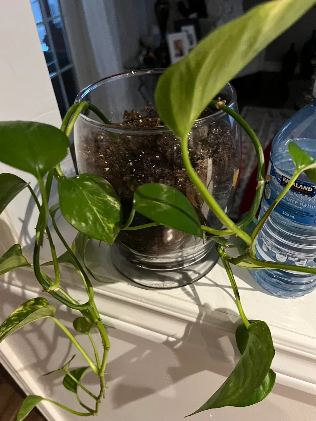 Potted Pothos Plant image indicator(3)