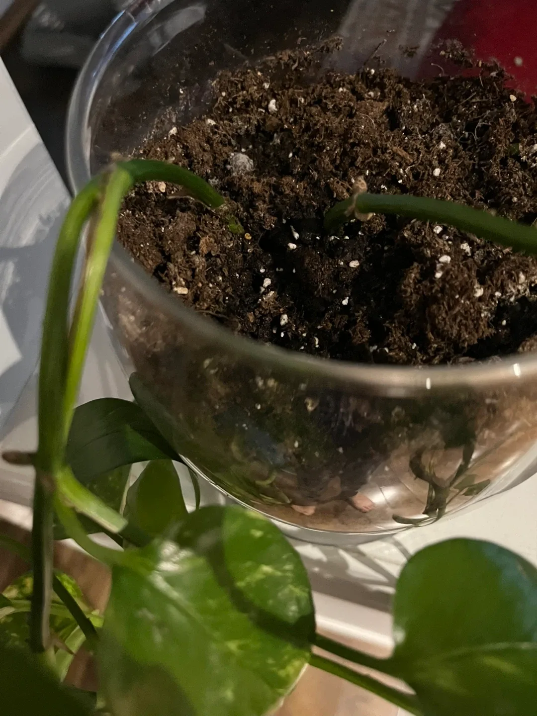 Potted Pothos Plant image indicator(4)