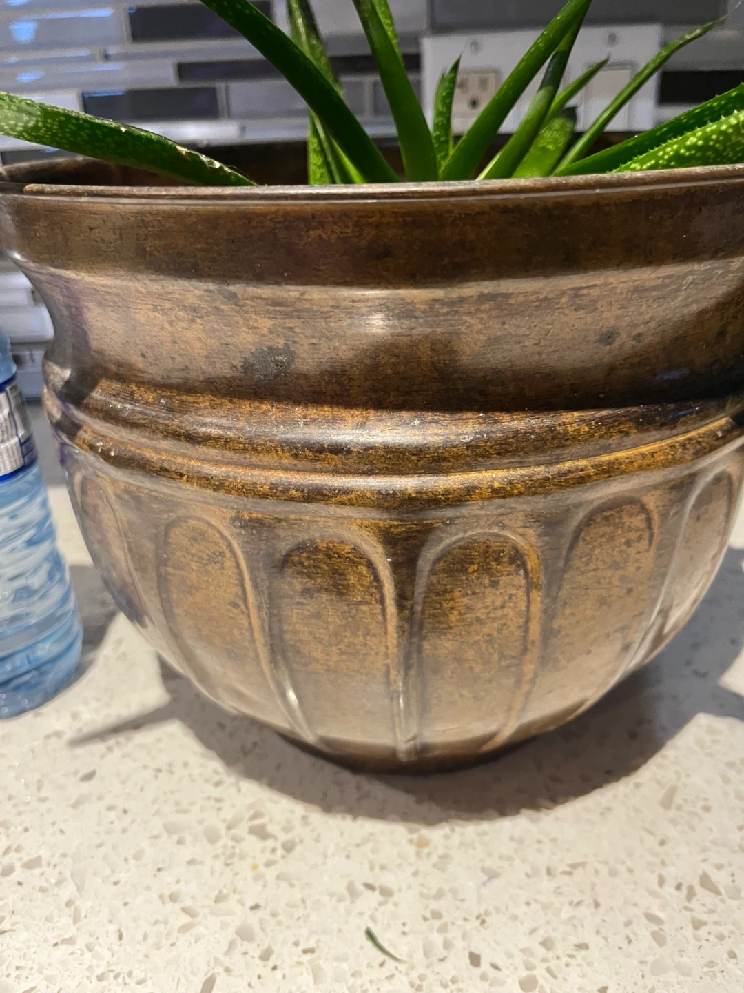 Potted aloe Vera Plant - photo 3