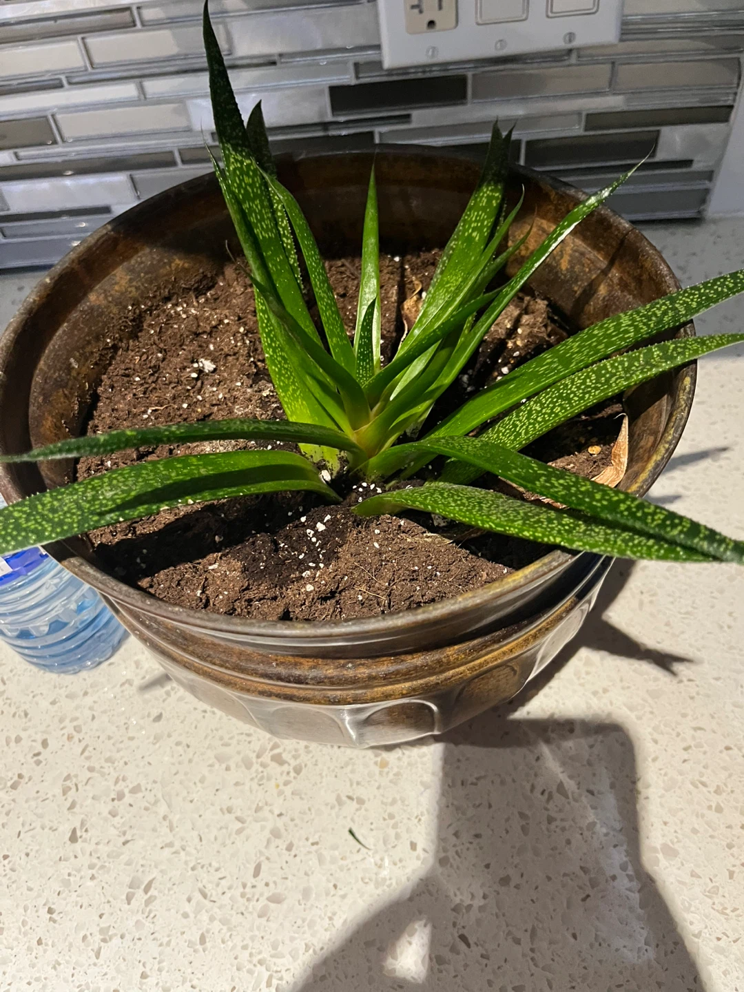 Potted aloe Vera Plant - photo 2