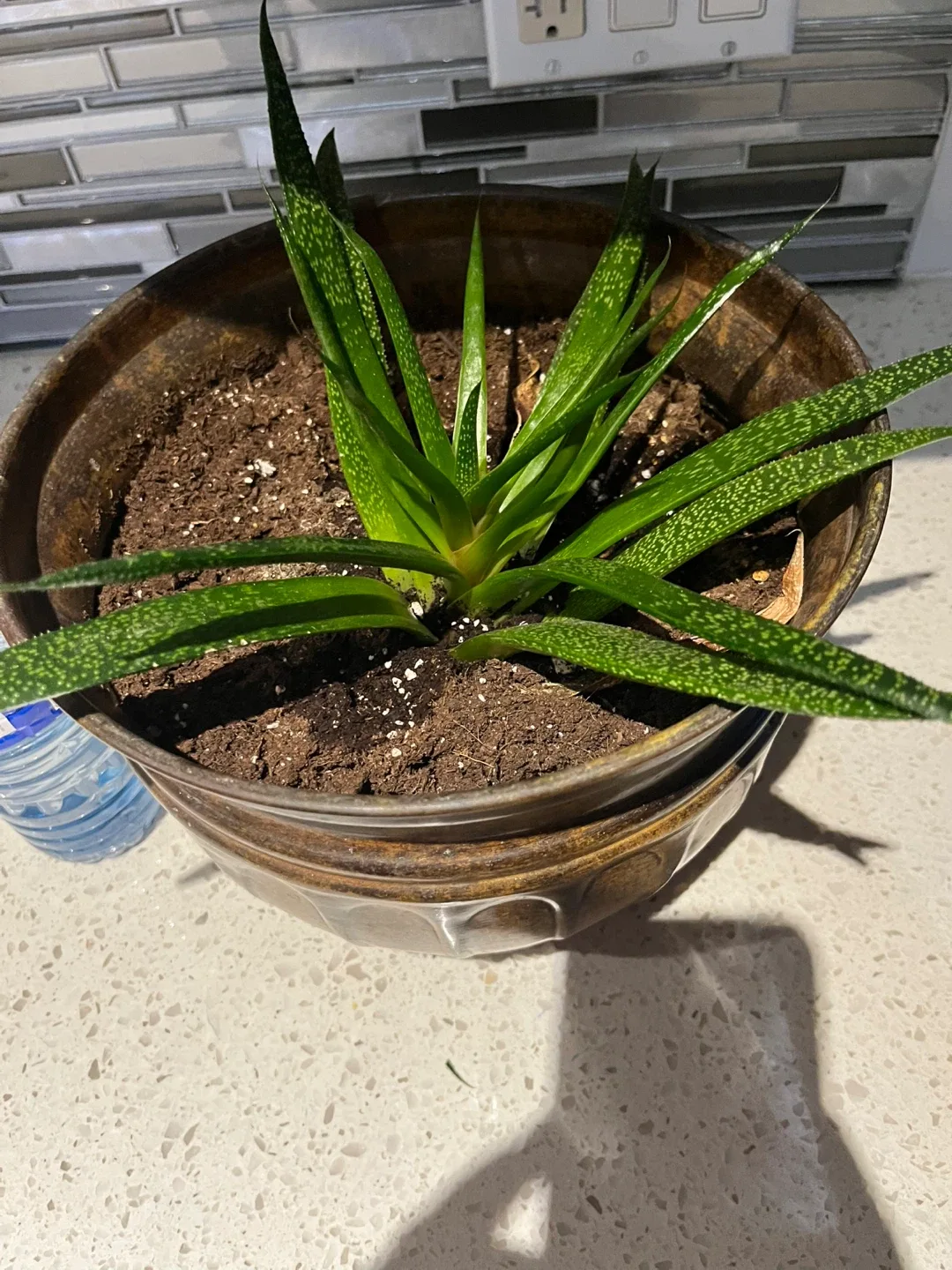 Potted aloe Vera Plant image indicator(2)