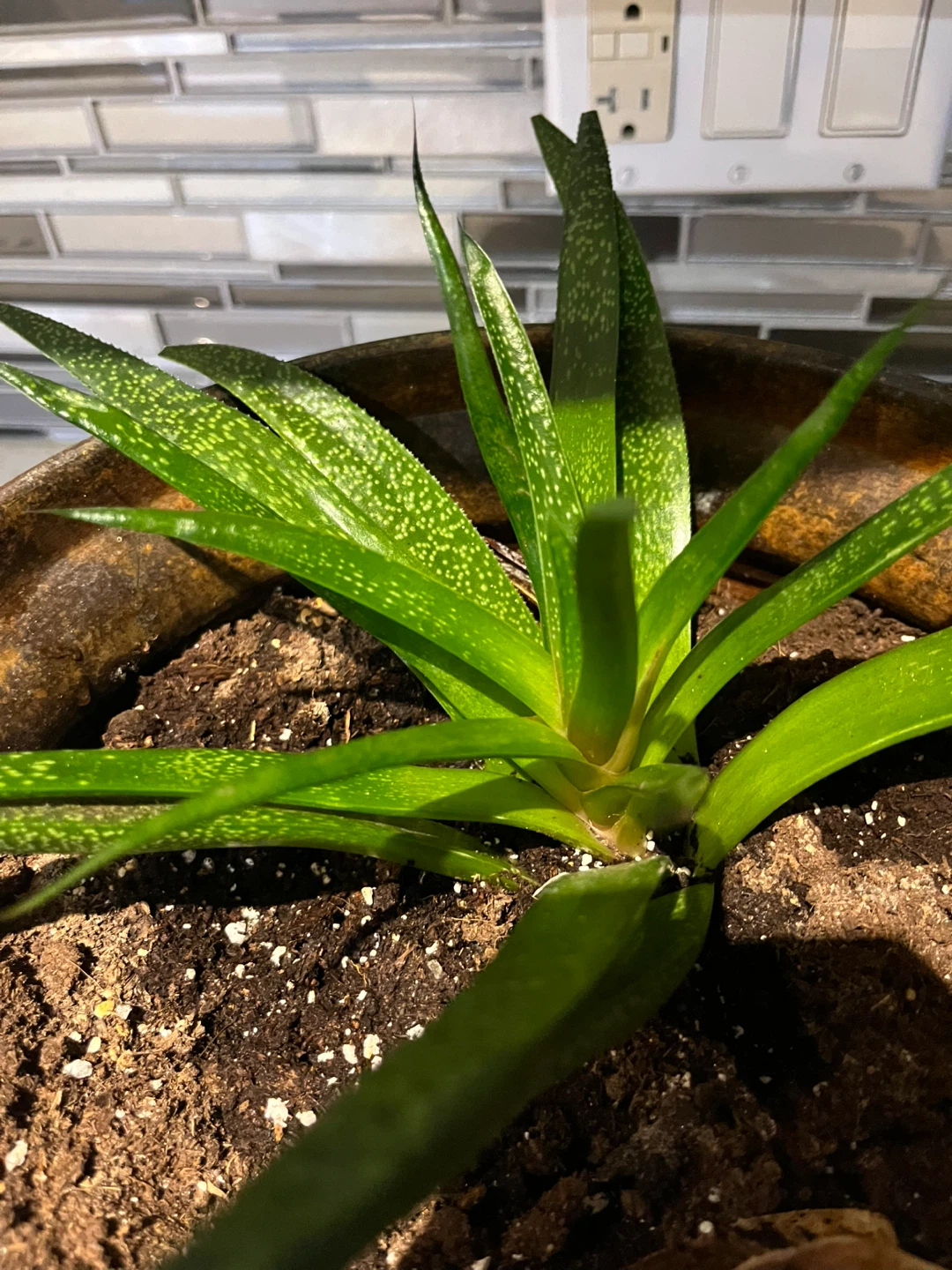 Potted aloe Vera Plant - photo 4