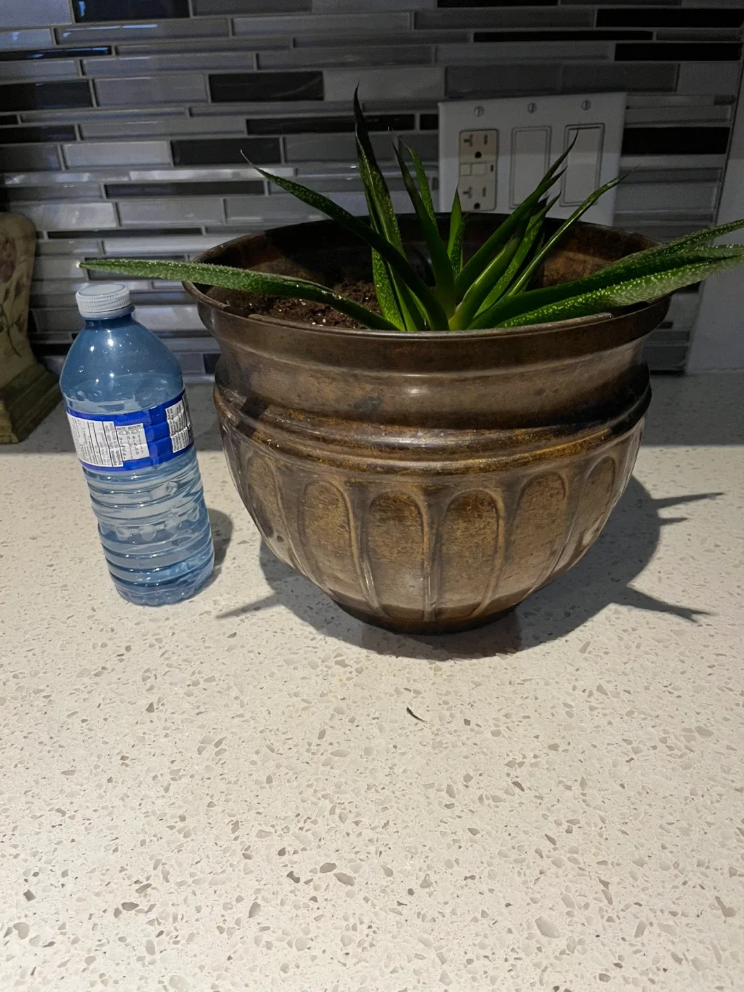 Potted aloe Vera Plant