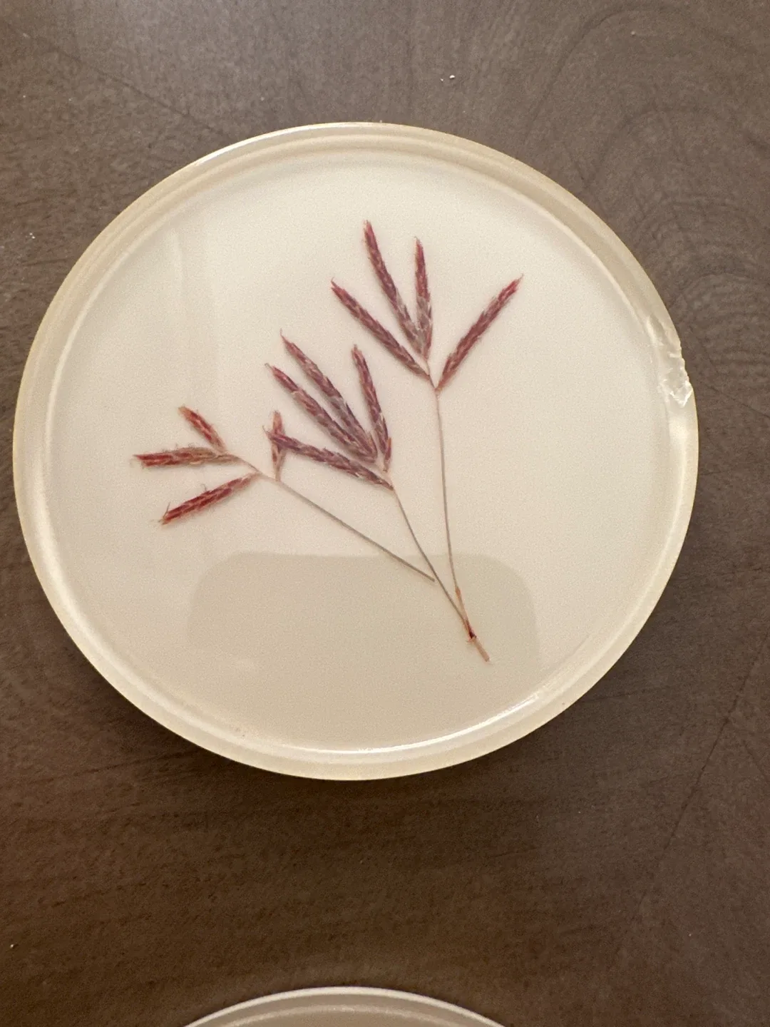 Handmade Botanical Resin Coasters (Set of 6) image indicator(2)