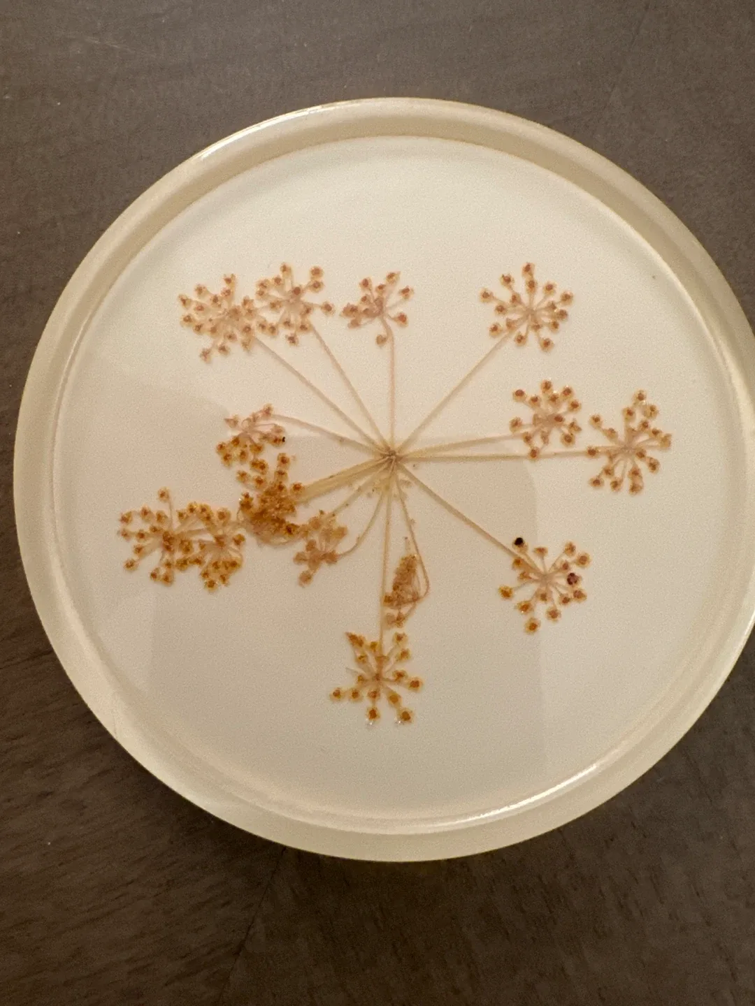 Handmade Botanical Resin Coasters (Set of 6) image indicator(5)