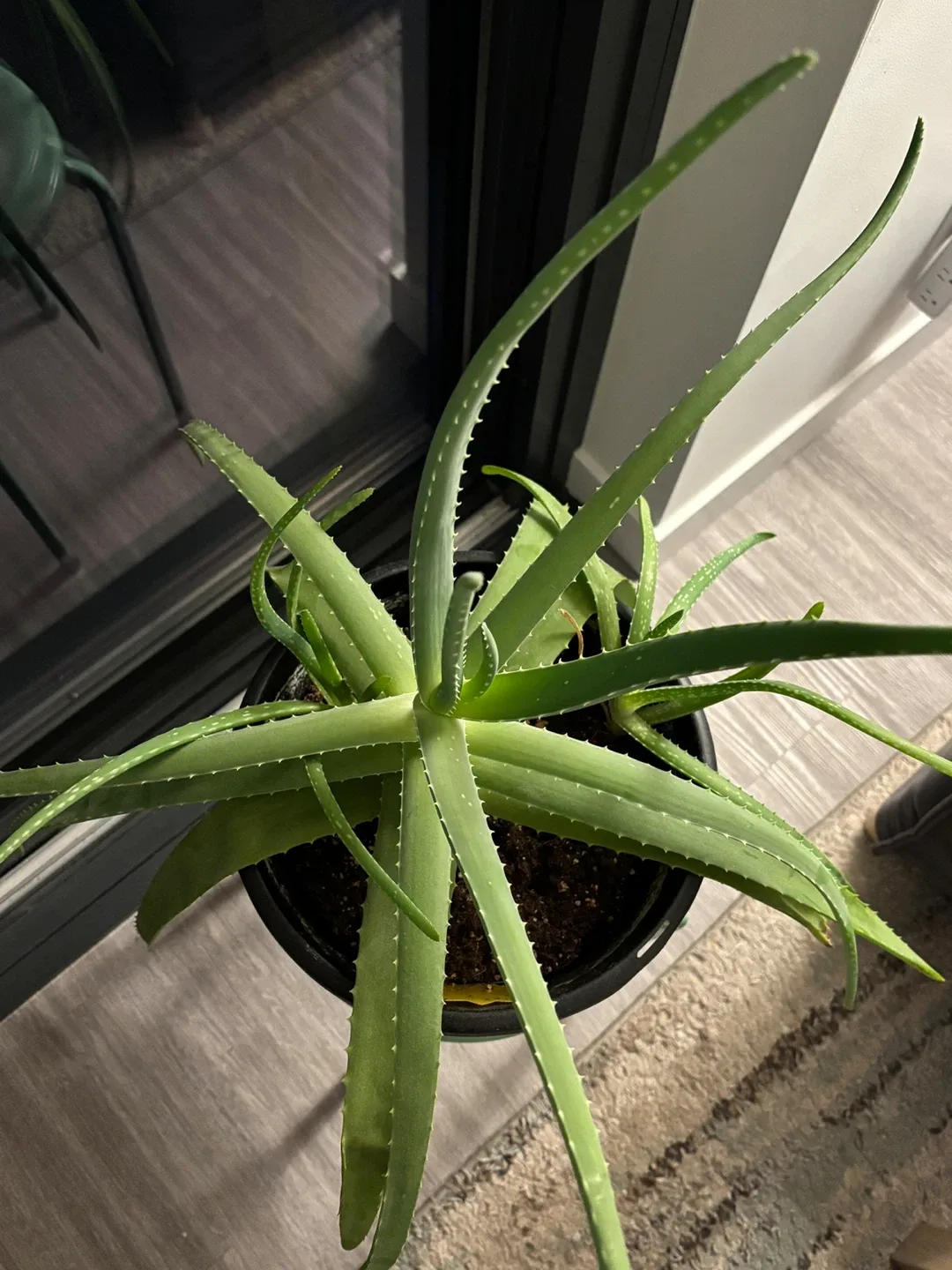 Aloe Vera Plant image indicator(2)