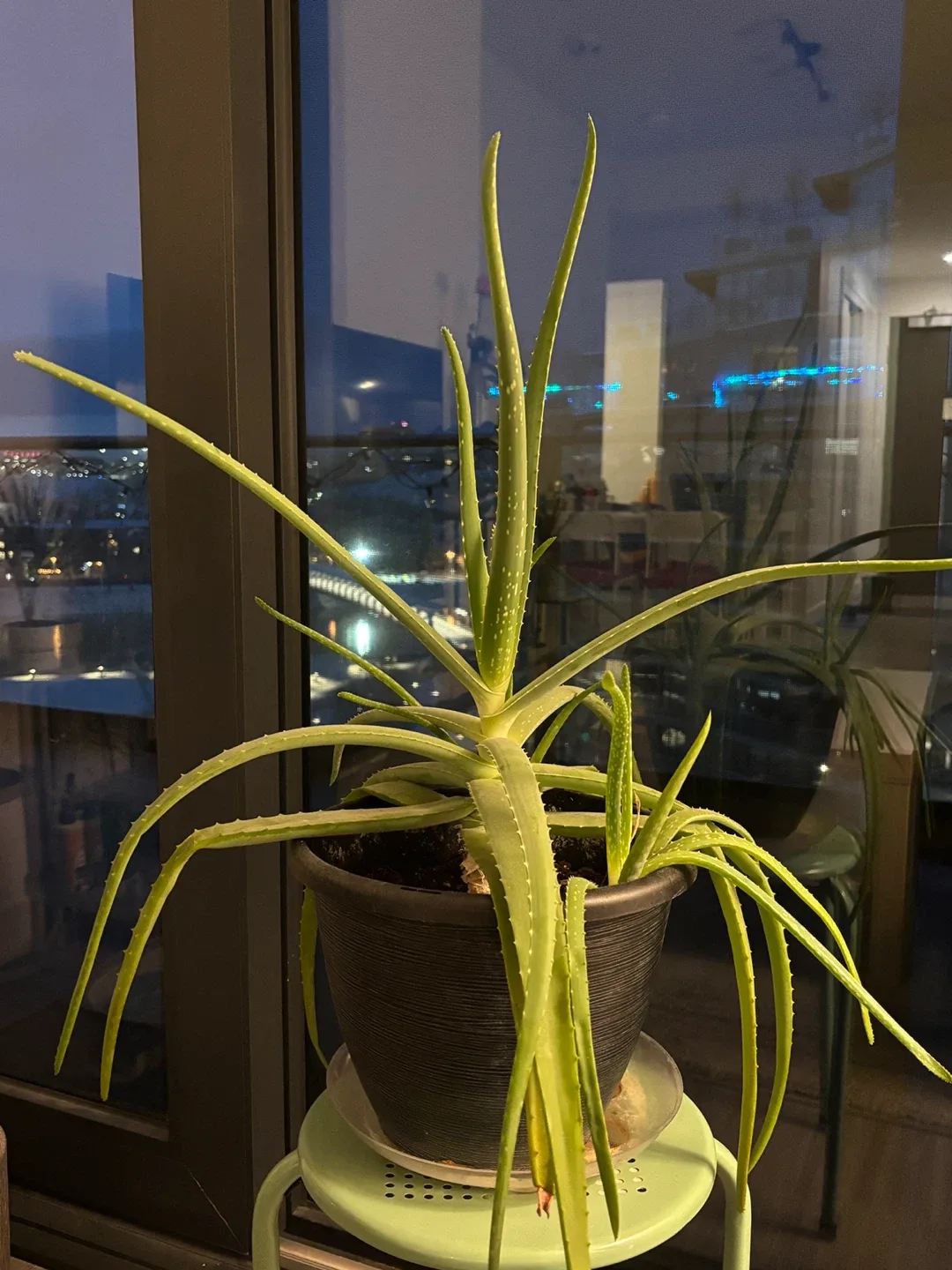 Aloe Vera Plant image indicator(3)