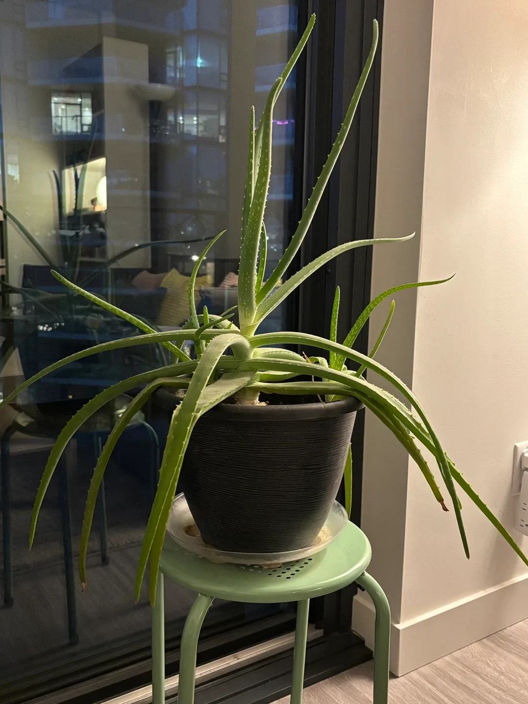 Aloe Vera Plant