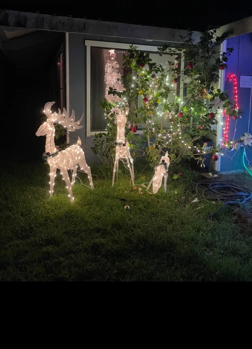 Light Up Christmas Reindeer Family Set