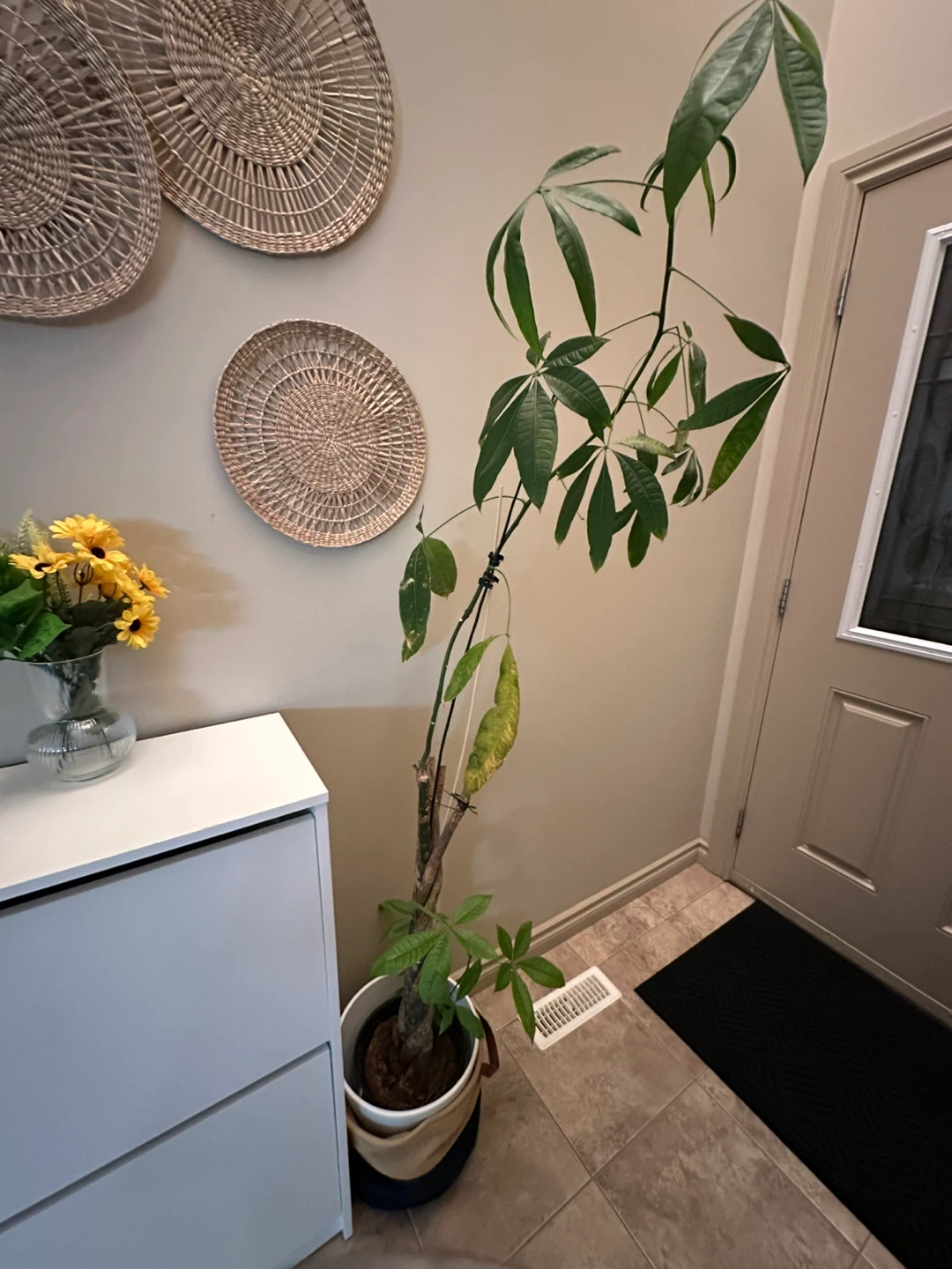 Money Tree Plant for free